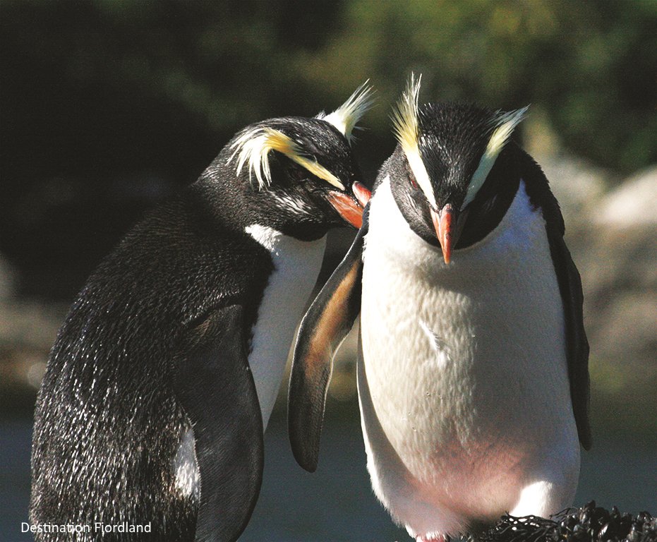 Air New Zealand Jp V Twitter ヨチヨチ歩く姿がキュートなペンギン ニュージーランドでは 世界的に珍しいペンギンに出合えます あなたがニュージーランドで出合いたい野生動物は何ですか ただ今 キャンペーン開催中 T Co Rxmii0mech