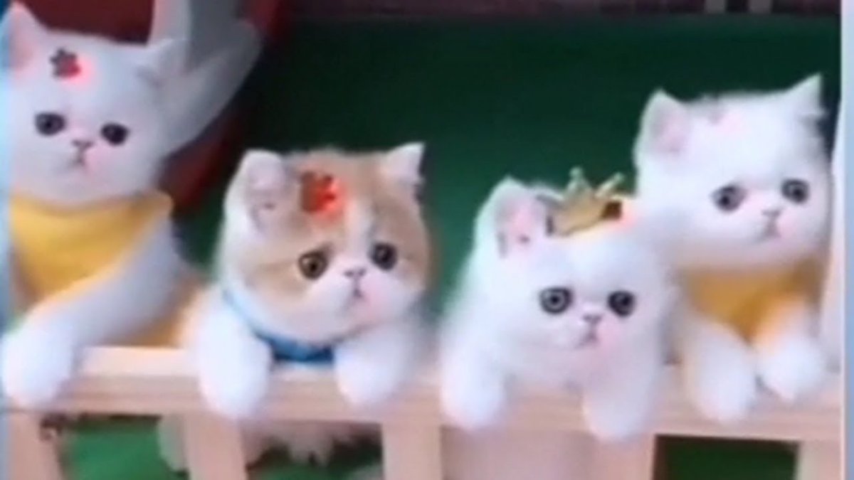 MeowMoeDotCom's tweet photo. Cute #Cats- funny dogs and ...
#Cats #Cat #Kittens #Kitten #Kitty #Pets #Pet #Meow #Moe #CuteCats #CuteCat #CuteKittens #CuteKitten #MeowMoe
#AdorableAnimals #AdorablePets #AnimalTooCute #AwwAnimal #CatFunnyVideo #CatsAndDog
https://t.co/ycHMX93JUT
. https://t.co/3cIAqVjfJ7