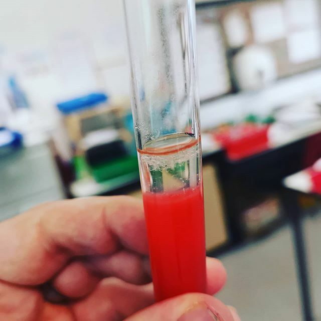 MrBeattie10's tweet photo. Unlocking the secrets of DNA today with my S1, this is a great experiment where we break apart strawberry cells in order to separate the DNA into the little clouds you see at the top of the liquid. .
.
.
.
.
.
#physics #education #science #chemistry #physicsteacher #physicsl… https://t.co/4m2J8bDSUA