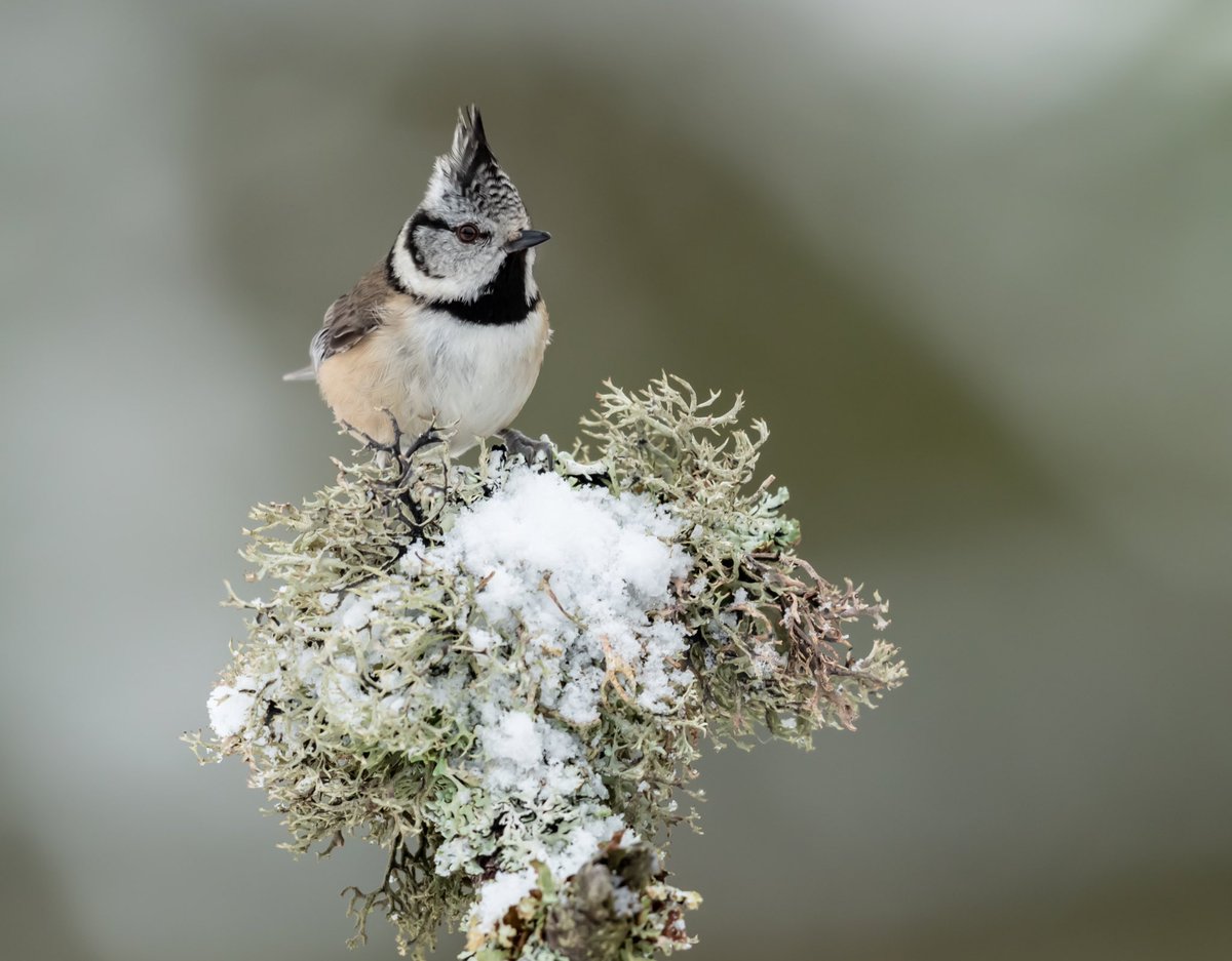 CliveBurns5's tweet photo. Another Crested Tit in the snow taken in the #ScottishHighlands with @highland_andy . #CrestedTit #BBCWildlifePOTD #_BTO #Natures_Voice #Birds #Cairngorms #BBCCountryfile #RSPBScotland #NatureUK #BBCCountryfile #Winter https://t.co/izfVI4w49X
