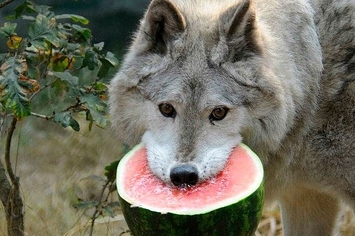 OokamiInstitute's tweet photo. ᴴᵉˡᵖ ᵘˢ ᶤᶰ ᵖʳᵒᵗᵉᶜᵗᶤᶰᵍ ᵃᶰᵈ ᶠᵉᵉᵈᶤᶰᵍ ᵗʰᵉˢᵉ ᵃᵐᵃᶻᶤᶰᵍ ᵃᶰᶤᵐᵃˡˢˑ ᴰᵒᶰᵃᵗᵉ ᵗᵒ ᵗʰᵉ ᶜʰᵃʳᶤᵗʸ ᵗᵒᵈᵃʸˑ
https://t.co/WNrcj3XIYK https://t.co/M1VG0sNjQ4