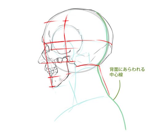 Forアニメーター 描き方ポイント 顔編 斜め顔 斜めから見た顔を描くには 1 丁寧にアタリをつけ 2 顔の構造をしっかりと把握することが大切です ただし どんな向きでもバランスが一番大事ですので 慣れないうちはお手本ををマネし 意識して描い
