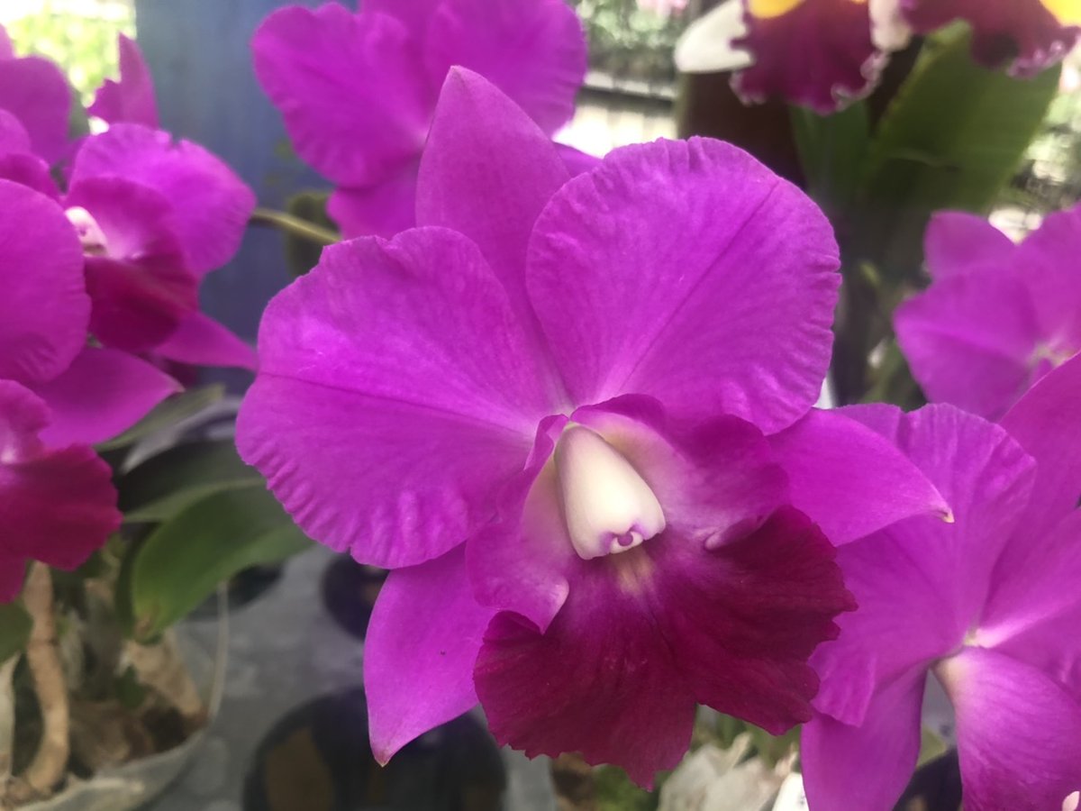 ORCHIS03449768's tweet photo. 957.Rhyncholaeliocattleya
Chialin Red Cat 'ORCHIS'
#Chialin
#RedCat
#カトレア
#チャリン
#鮮やか
#CATTLEYA
#オーチス農業開発
#Orchid
#大きいリップ
#リンコレリオカトレヤ https://t.co/sWg7N89j3j