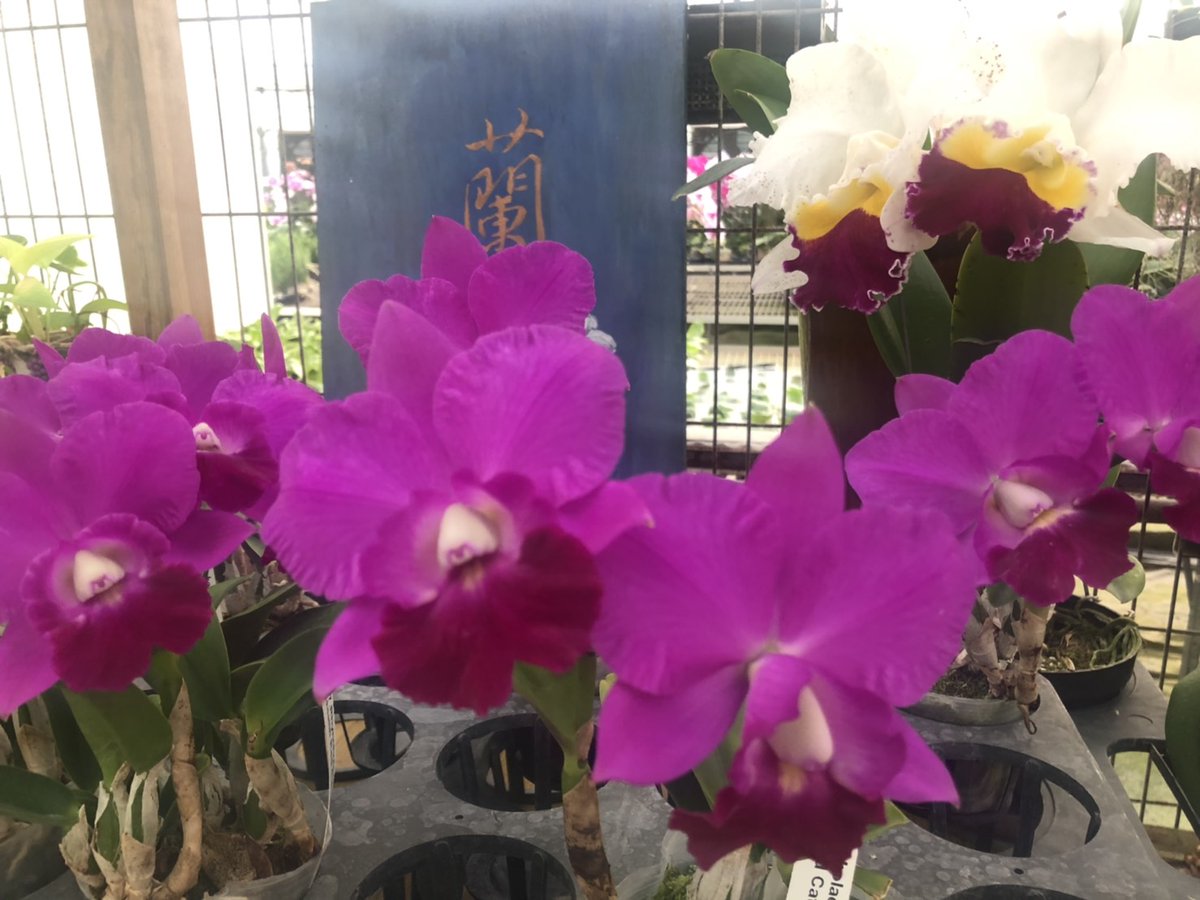 ORCHIS03449768's tweet photo. 957.Rhyncholaeliocattleya
Chialin Red Cat 'ORCHIS'
#Chialin
#RedCat
#カトレア
#チャリン
#鮮やか
#CATTLEYA
#オーチス農業開発
#Orchid
#大きいリップ
#リンコレリオカトレヤ https://t.co/sWg7N89j3j