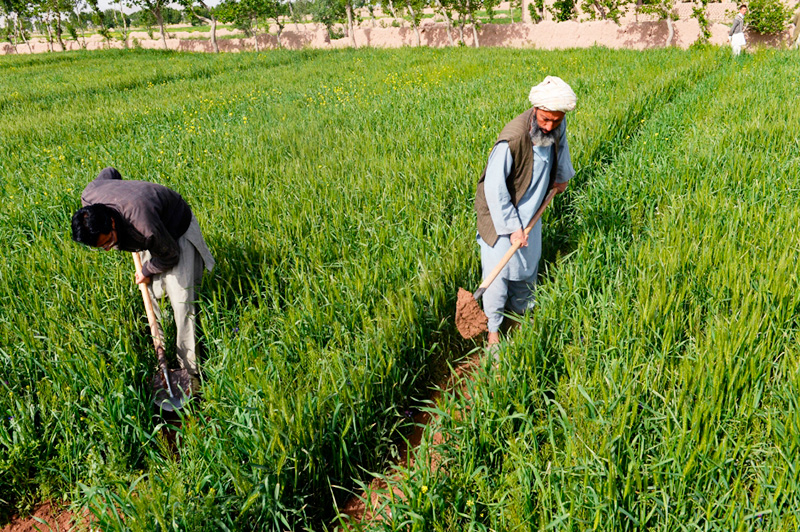 Global_OCA's tweet photo. Our #Consulting division will carry out an independent assessment of the @EU_Commission Support to #Agriculture in #Afghanistan programme.
+info: https://t.co/yaESAYsZZT
#OCAGlobal #EU #EuropeanUnion #NothingLeftToChance https://t.co/DN8z2SxHGx