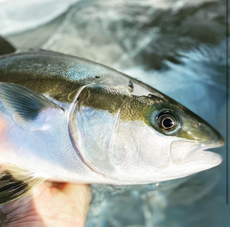 Our teams at Arno Bay and Port Lincoln make sure our Spencer Gulf Hiramasa Kingfish maintains its perfect health 🐟 - thank you for this great shot Grant! 📸