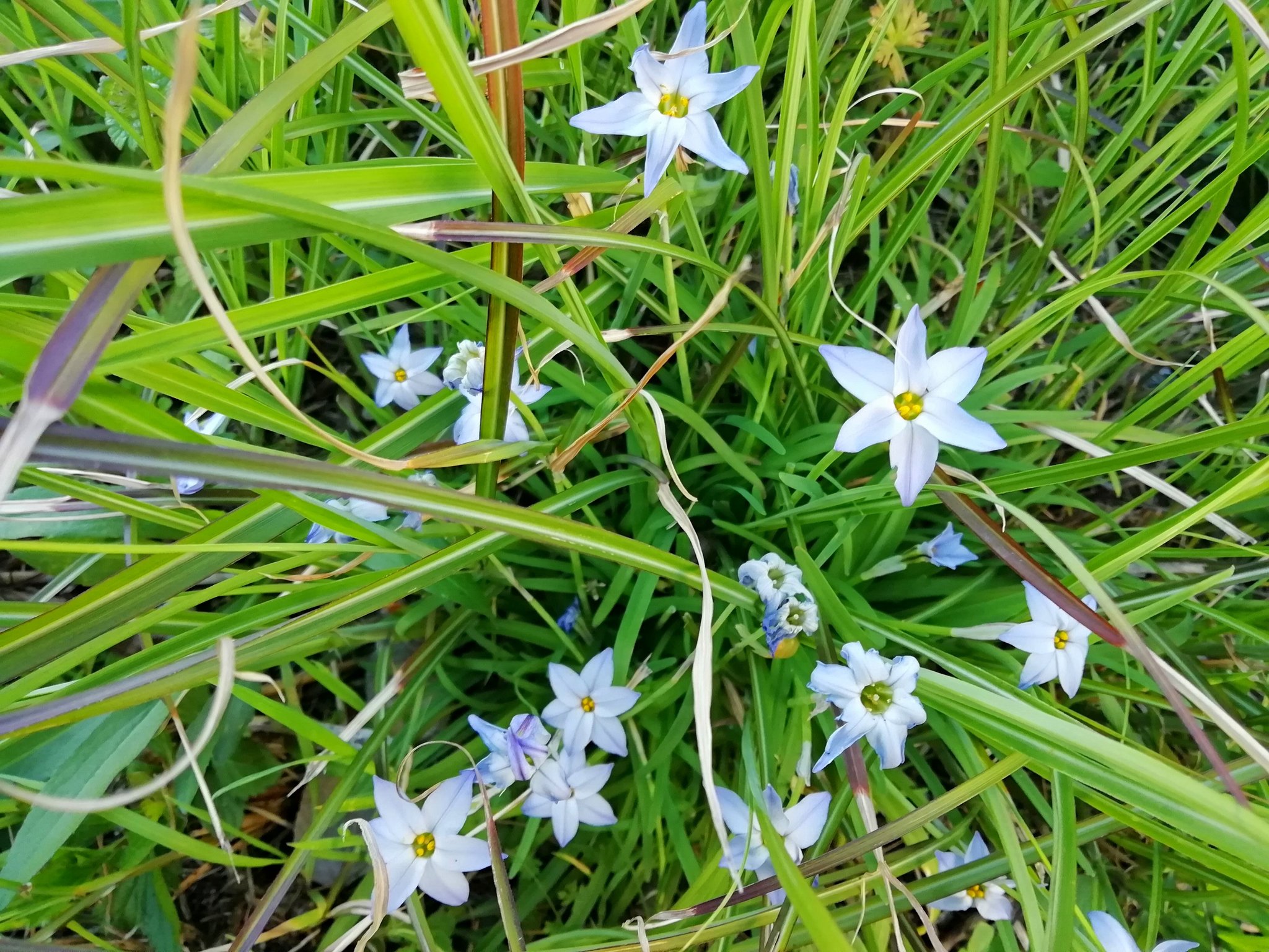 みほ 暗いニュースばかりで気が滅入るのでお花の写真でも この季節 私の地元によく咲いてる花 ハナニラ お星様みたいな形が可憐な花です 白いのと 少し紫がかったのがあります 野花 雑草 T Co D6ephifyyp Twitter