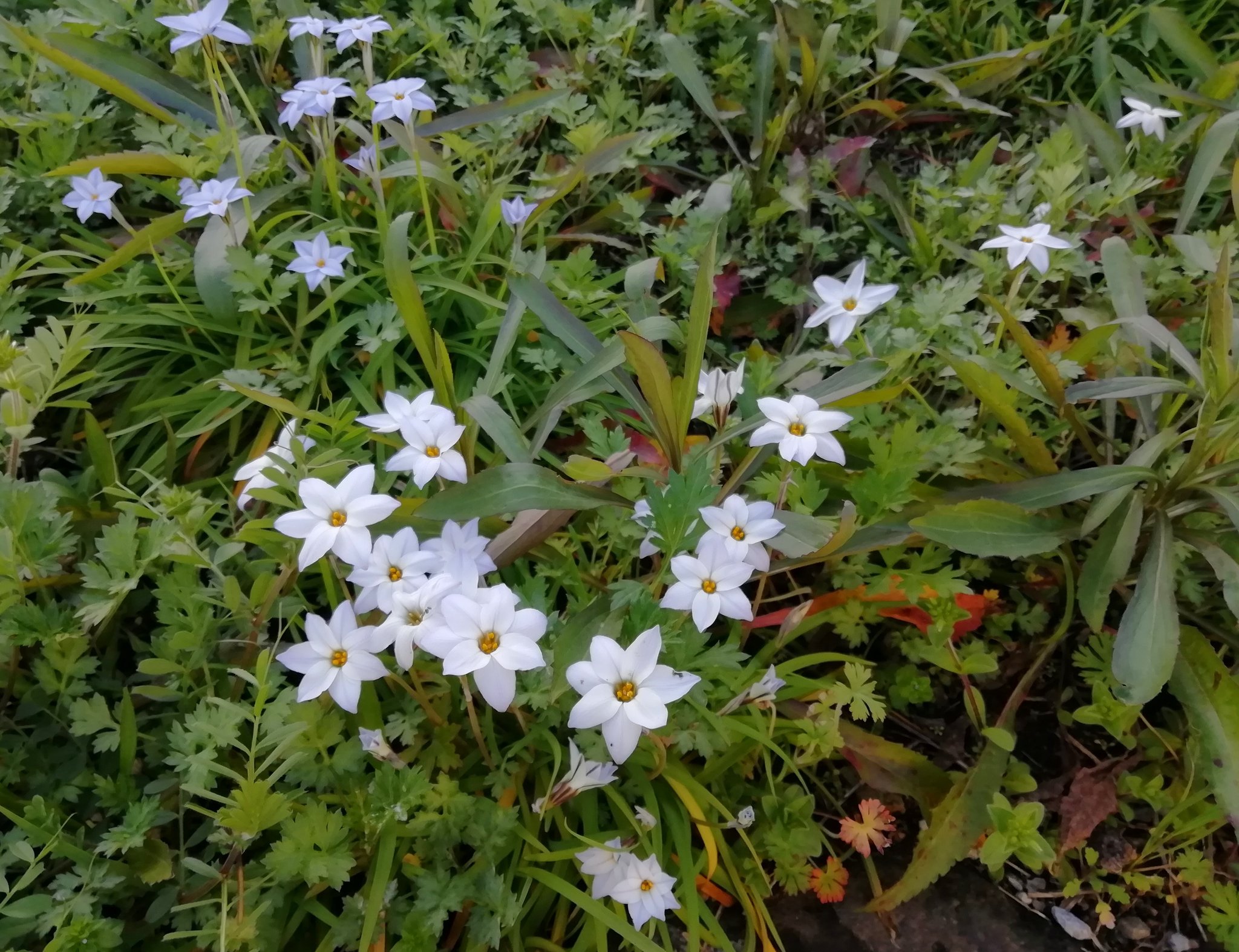 みほ 暗いニュースばかりで気が滅入るのでお花の写真でも この季節 私の地元によく咲いてる花 ハナニラ お星様みたいな形が可憐な花です 白いのと 少し紫がかったのがあります 野花 雑草 T Co D6ephifyyp Twitter