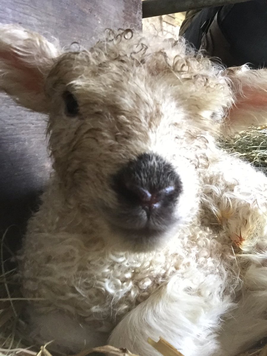 GreyfaceW's tweet photo. One of our Greyface Dartmoor babies, we have just finished lambing ! Wahoo! #lambing2020 #sheep #Devon #Greyface #Dartmoor https://t.co/HeHvEOpF7T