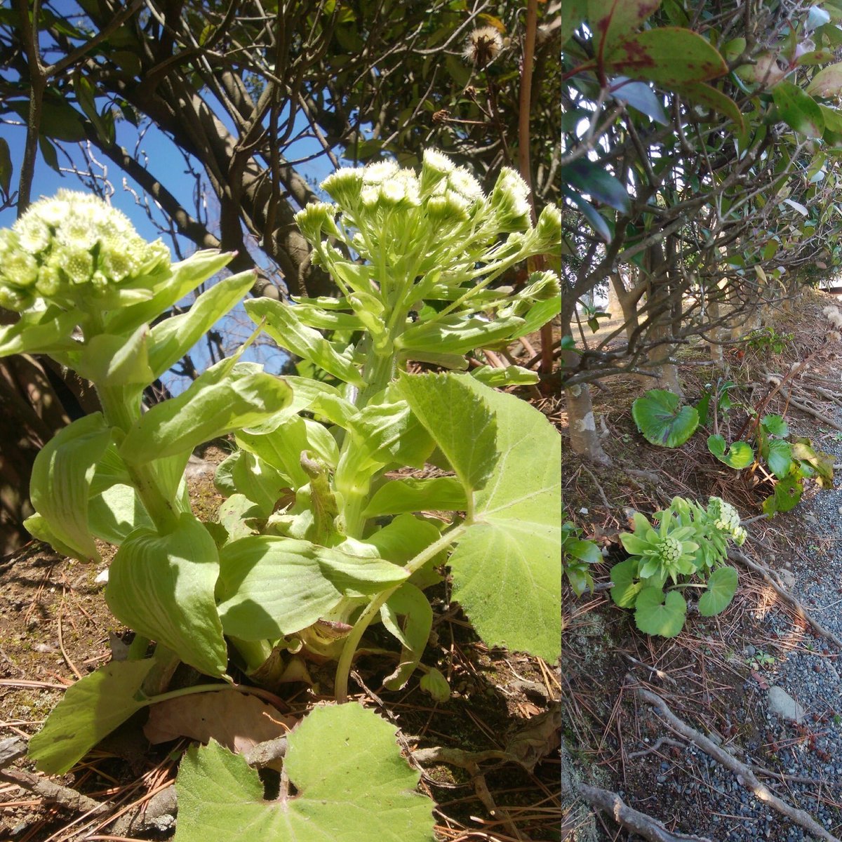 修善寺虹の郷 公式 匠の村 四季折々 見た目に愛くるしい ふきのとう これはふきの花 ふきのとうはふきの花の 蕾でその後はふきになります 横からもうふきがでてきました 伊豆 修善寺 虹の郷 修善寺虹の郷 匠の村 ふきのとう ふき