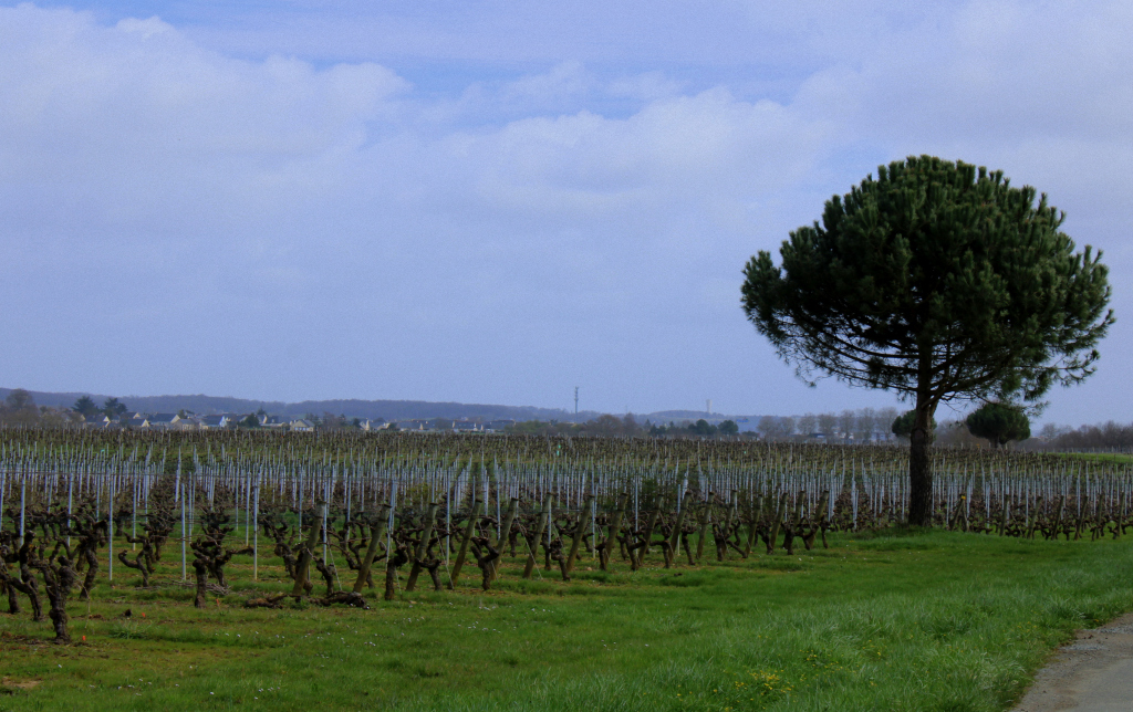 Excursion dans les vignes : Vauchrétien lanjoudanslesvignes.wordpress.com/2020/03/11/exc…