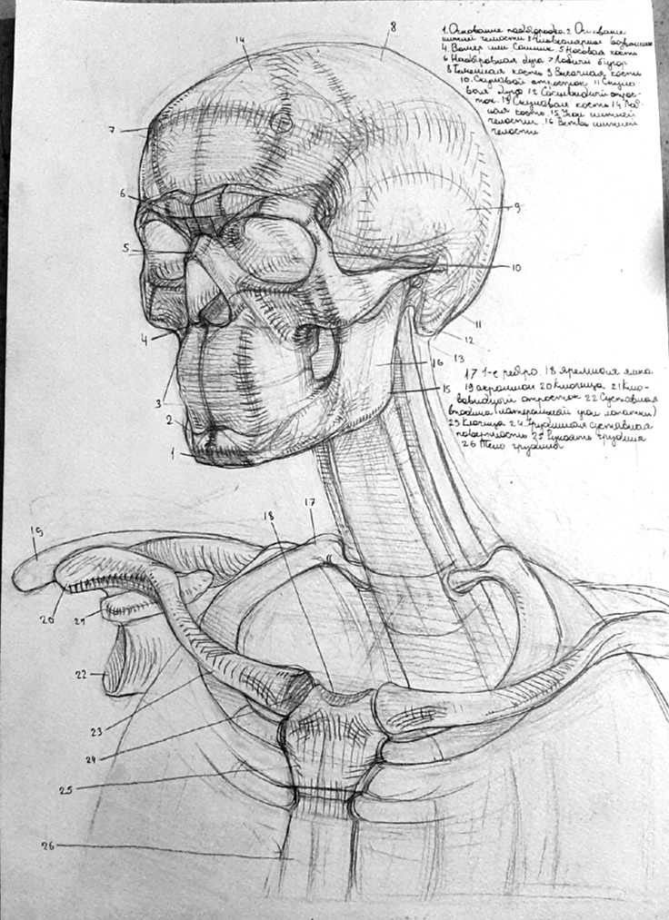 #MohnLeda's anatomy studies 