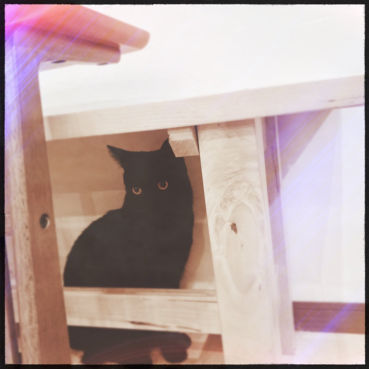 obi_wan_eclipse's tweet photo. Going under cover. #猫式 #cat #ShotoniPhone #ErieGL #Rasputin #Yuanzi12  #Hipstamatic https://t.co/QELWguPPhd