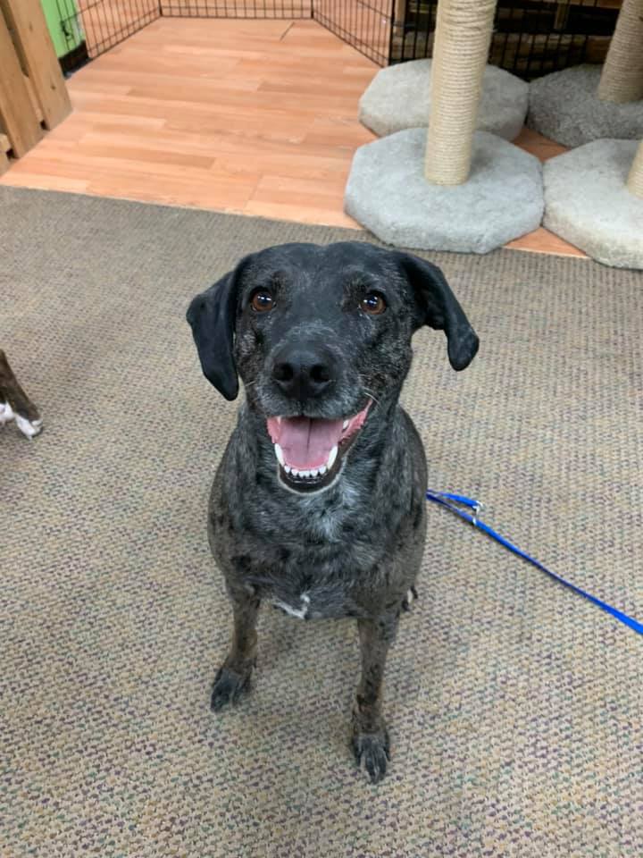TAILS Adoptions tweet media