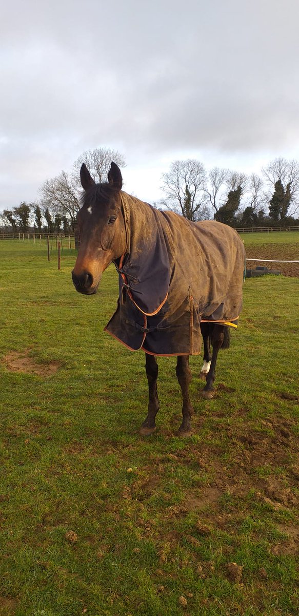 MensilDu's tweet photo. Relaxing after my run yesterday at Cheltenham. A bit tired, but all OK. Thanks for all the messages of concern it means a lot. Looking forward to a nice break, ready for next year. Overwhelmed by the messages of support after the race, thanks everyone ❤️ https://t.co/VaHElRDnD3