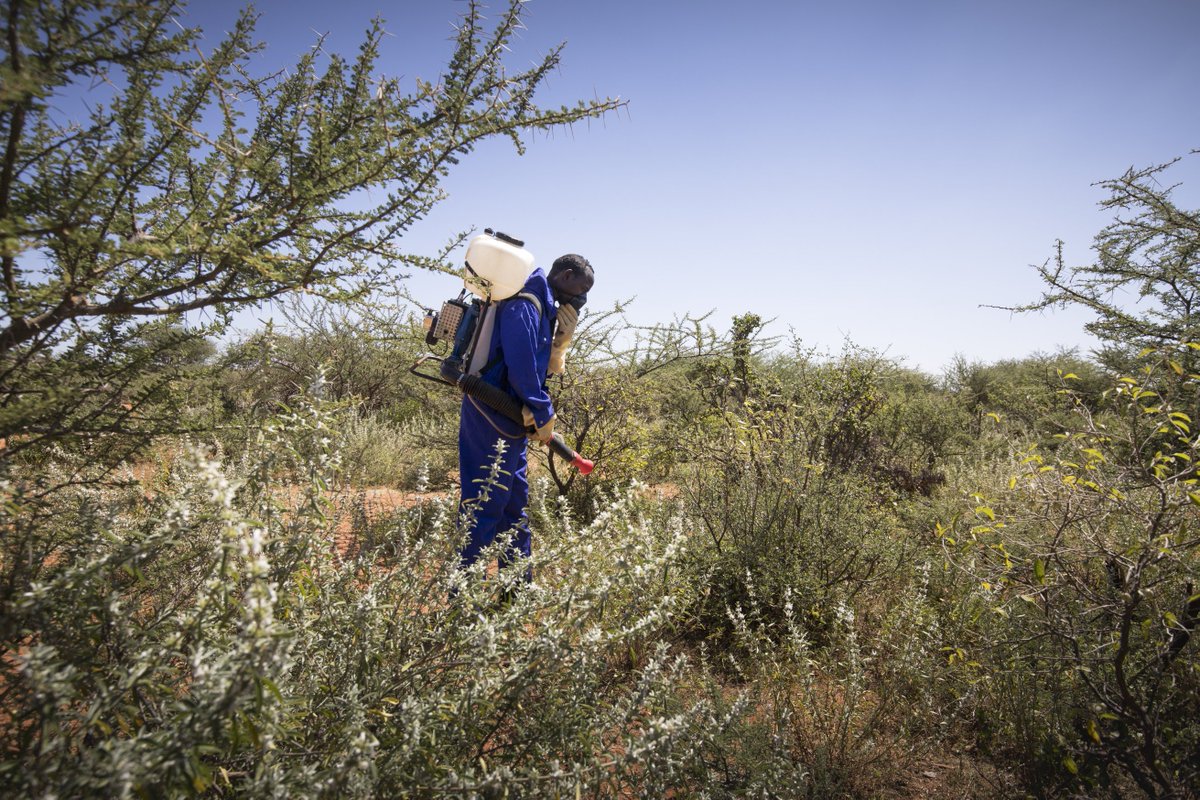 FAOEthiopia's tweet image. We are scaling up #DesertLocust control  in 🇪🇹#Ethiopia thanks to funding from: @eu_echo, @gatesfoundation, @USAID, @UNCERF  @Sida, @theOFDA, @DFID_UK, @DesertLocustCRC, @Mastercard @europeaid #DEVCO #Africa Solidarity Trust Fund, #SaudiArabia, &amp;amp;  gov&apos;ts of #Belgium &amp;amp; #Germany