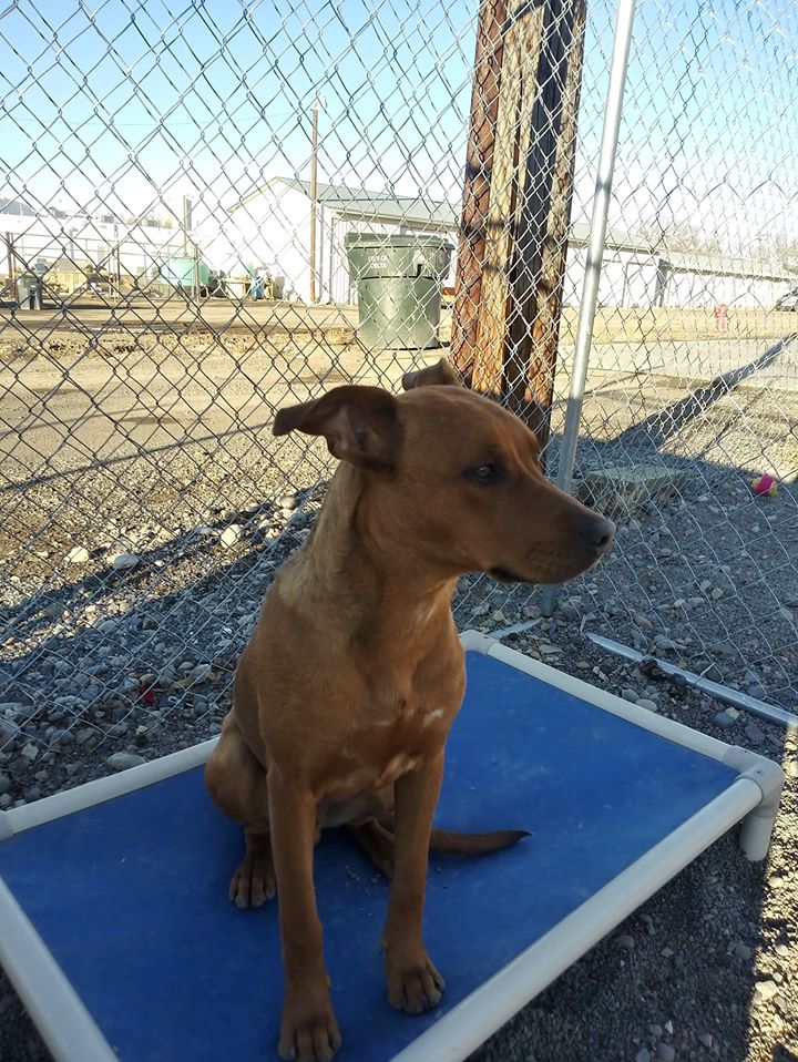 TAILS Adoptions tweet media