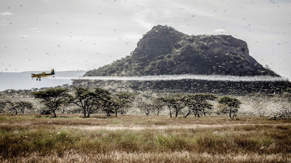 FAOEthiopia's tweet image. We are scaling up #DesertLocust control  in 🇪🇹#Ethiopia thanks to funding from: @eu_echo, @gatesfoundation, @USAID, @UNCERF  @Sida, @theOFDA, @DFID_UK, @DesertLocustCRC, @Mastercard @europeaid #DEVCO #Africa Solidarity Trust Fund, #SaudiArabia, &amp;amp;  gov&apos;ts of #Belgium &amp;amp; #Germany