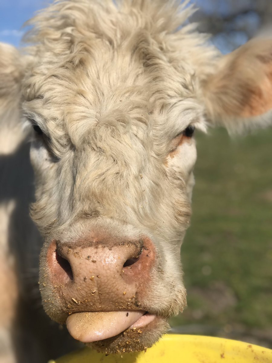 CowoftheDay1's tweet photo. 📅 11th March 2020
🐮 Susan https://t.co/djC76UBCHu