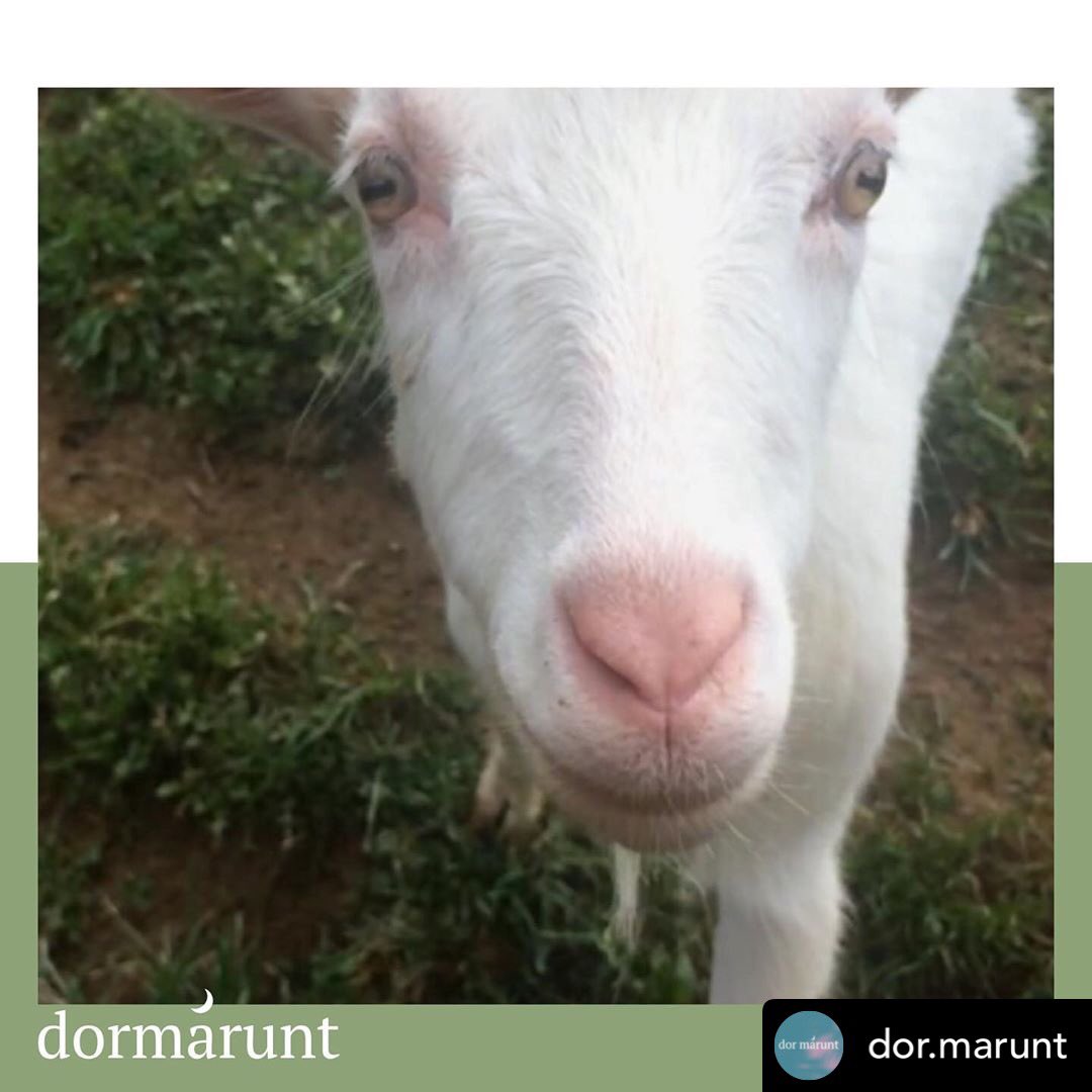 Goat based music videos are the future!