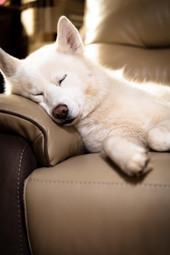 This looks cosy lol #sleep #dogsoftwitter #mansbestfriend #animallovers