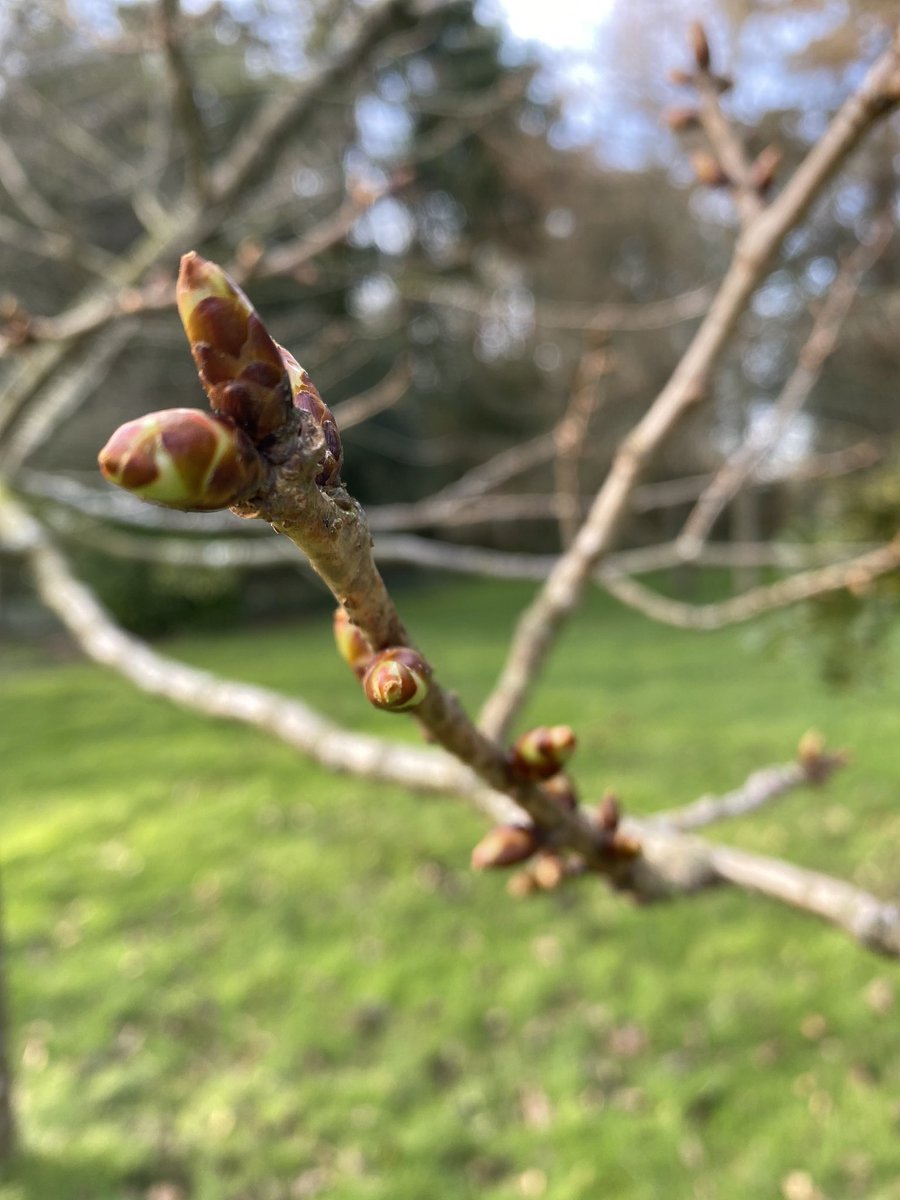 DunbrodyHouse's tweet photo. #springtime #forestbathing @DunbrodyHouse  on our morning constitutional #MotherNature https://t.co/D1R5kygj5K