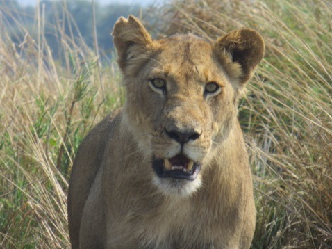 BainesRiverCamp's tweet photo. Did you know?
Lions are the only cats that live in groups, which are dominated by females.
#ThinkBaines #ThinkZambia #WildAfrica #AfricanAdventure #Travel #Lifestyle #AfricanNature #AfricanLion #Africa #Lion https://t.co/xL9ckFA80T