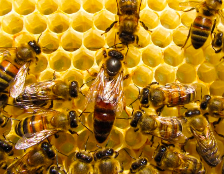 HiveBook's tweet photo. Queens store more than 5 million sperm cells inside their bodies, enabling them to lay eggs throughout their life after one mating flight. When eggs hatch, the fertilized ones become female worker bees and the unfertilized become male bees, or drones #beebehaviour #hivebook https://t.co/vRFVfr4TkW