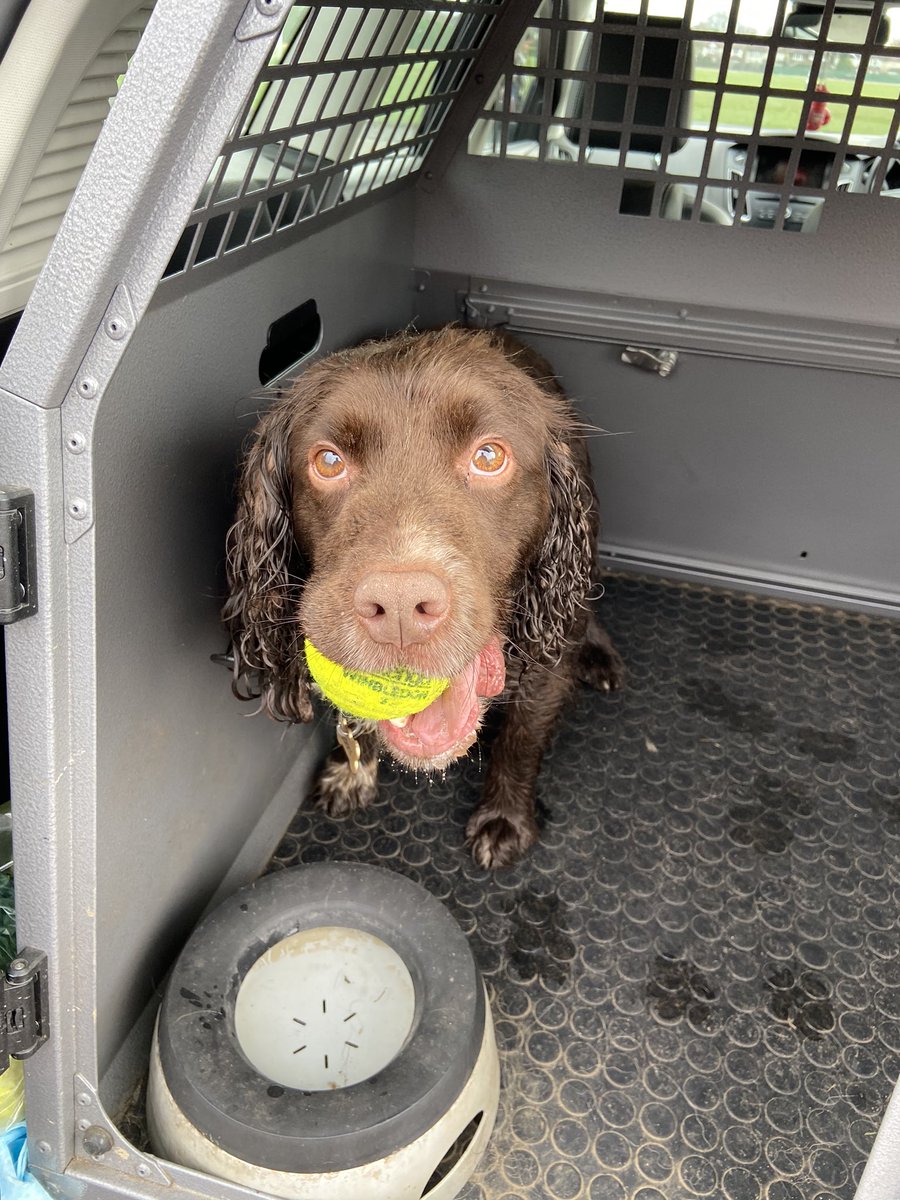 CityPoliceDogs's tweet photo. PD Jerry doesnโt understand training doesnโt mean to get as wet and muddy as possible! @CityPoliceCops #PDJerry https://t.co/efQTbOux2a