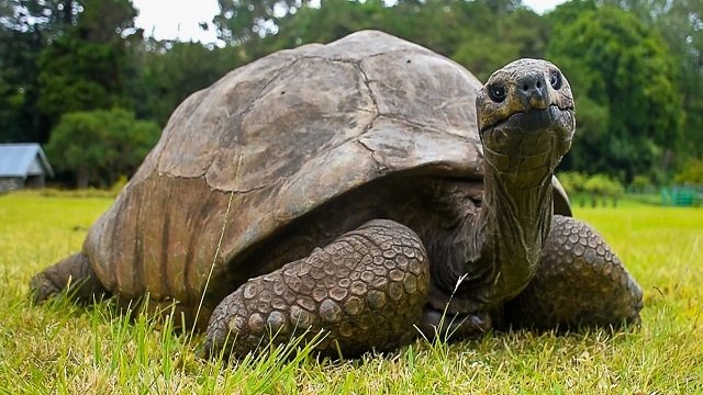 Le plus vieil animal encore vivant sur Terre s'appelle Jonathan, et c'est une tortue géante de 188 ans !
Jonathan est né la même année que Gustave Eiffel, en 1832, et coule des jours heureux, lentement, sur l’île St-Hélène au beau milieu de l'océan Atlantique.