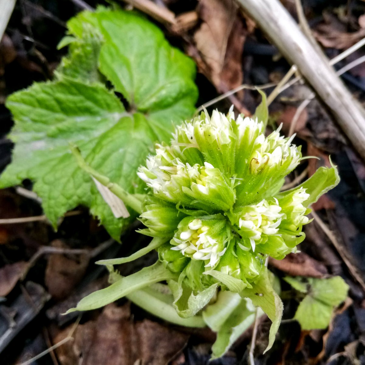 Butterburs got their names from their large leaves that were used to wrap butter in the past 
(plantlife.org.uk/uk/discover-wi…)

#wednesdaywisdom #plants #butterbur #ecologysurveys #flora #ecology #vegetation #spring