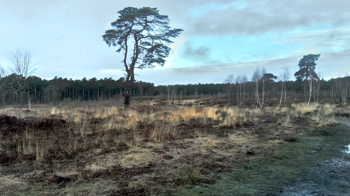 AndrewSalisbur2's tweet photo. Rather sloppy #mountainbike commute #Dorking to @RHSWisley but found some blue sky on #ockhamcommon https://t.co/2YqqZPMH3Q