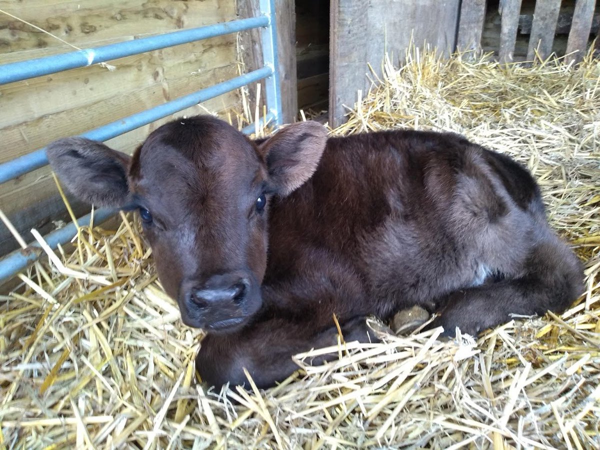 FairCloseFarm's tweet image. Meet Libby, our newborn Shetland-Dexter heifer calf