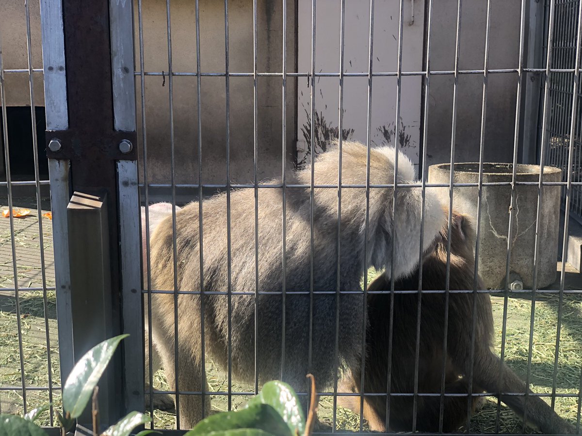 タクトくん 目指せ全国水動物園 35箇所目 桐生が岡動物園 群馬県桐生市営の無料動物園 山の中にあるので アップダウン激し目な小型の動物園です マントヒヒがつがいでいるので 雄雌の違いがわかりやすいですよ 入り口は閉めておかないとイノシシ タクトくん 目指せ全国水動物園 35箇所目 桐生が岡動物園 群馬県桐生市営の無料動物園 山の中にあるので アップダウン激し目な小型の動物園です マントヒヒがつがいでいるので 雄雌の違いがわかりやすいですよ 入り口は閉めておかないとイノシシ
