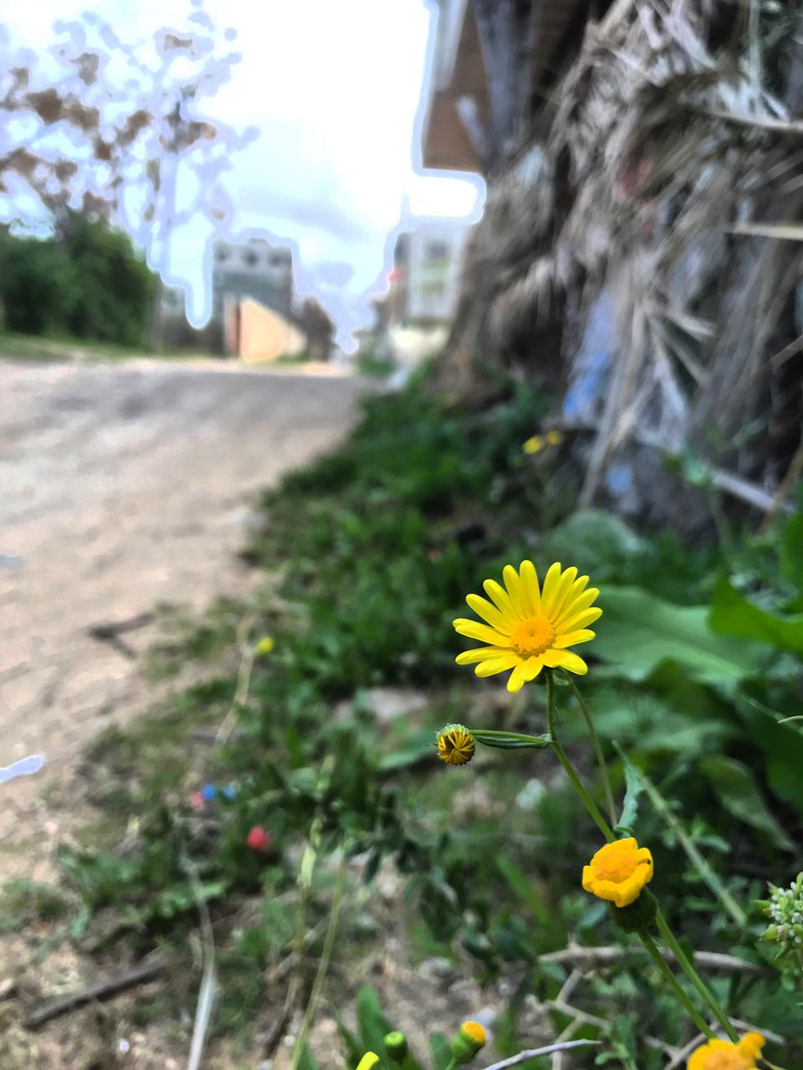 قد تطلبُ من الله أن يزهر وردة في طريقك فيهبُك بستان لم يخطر بمُخيلتك✨♥️
