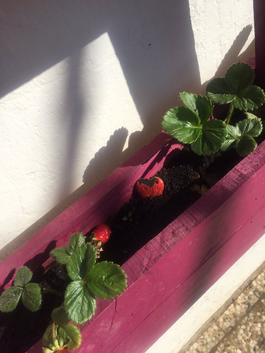 azaruski's tweet photo. ¿Hoy? Expertos de bichos, huerto, alimentación y jardinería. #CasadeColores @diputacioncadiz recabando información para nuestro #Huertishi del @CeipNueva @EducaAnd @EcoescuelasAND @concienciaeco 💚🌱🌍👩🏼‍🌾 https://t.co/mlbm0bo2o9