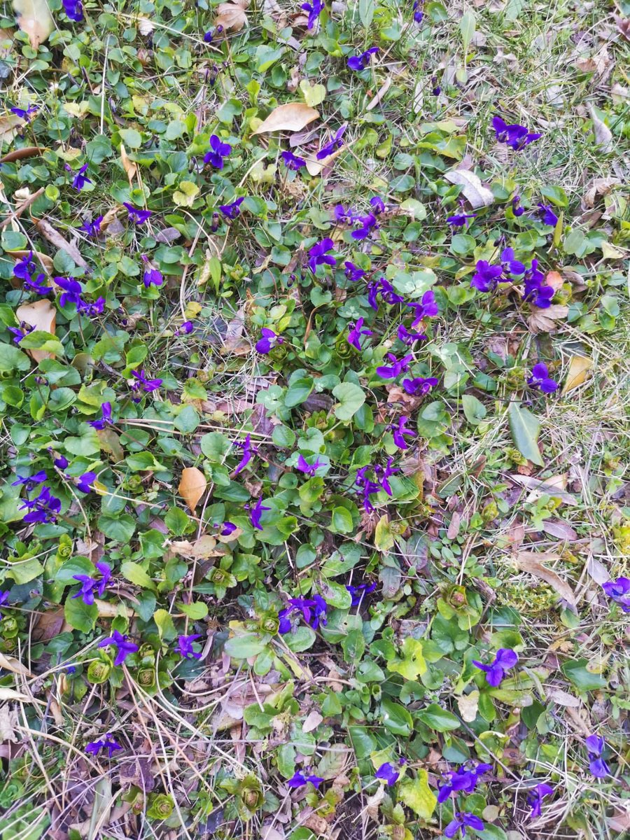 evaalice7's tweet photo. Ricordi...fiorivano le viole....
Oggi così, inspiro, espiro, sto nel flusso, mi ricordo che il sangue pulsa nelle vene https://t.co/pYrJ7SzZ9g