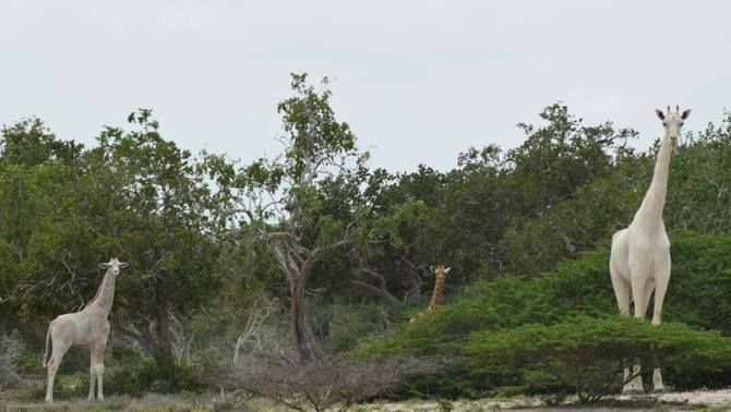 3CatInfo's tweet photo. Caçadors furtius maten l'última femella de girafa blanca de Kènia i la seva cria
https://t.co/WfKwZpN8ls https://t.co/1LFJRdtU9K