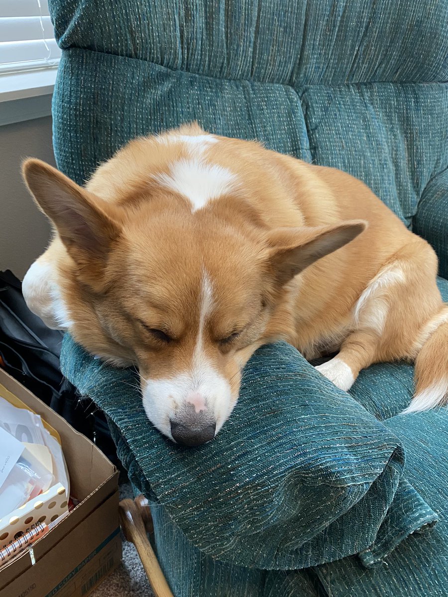 gretchenlw2's tweet photo. @dog_feelings Meet Finley, VP of naps. https://t.co/LMIHMuQo7Z