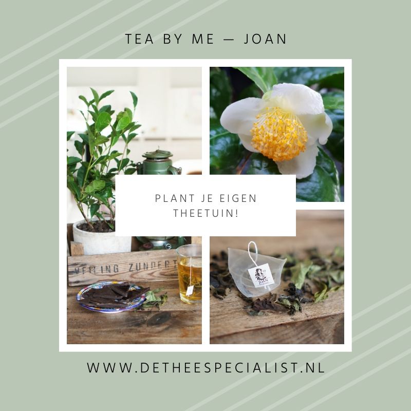 thee_specialist's tweet photo. Hey, theefanaat! Wil jij je eigen theetuin? Dat kan! Tea by Me's camellisa sinensis is een winterharde theeplant en verkrijgbaar bij De Theespecialist! 

https://t.co/4nuUDLPfMp

#theeplant #camellia #camelliasinensis #theetuin #JOAN #teabyme #detheespecialist #cadeautip https://t.co/kYSAc49NPK