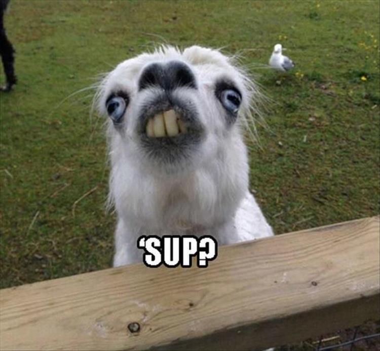 SnailFuzzy tweet picture