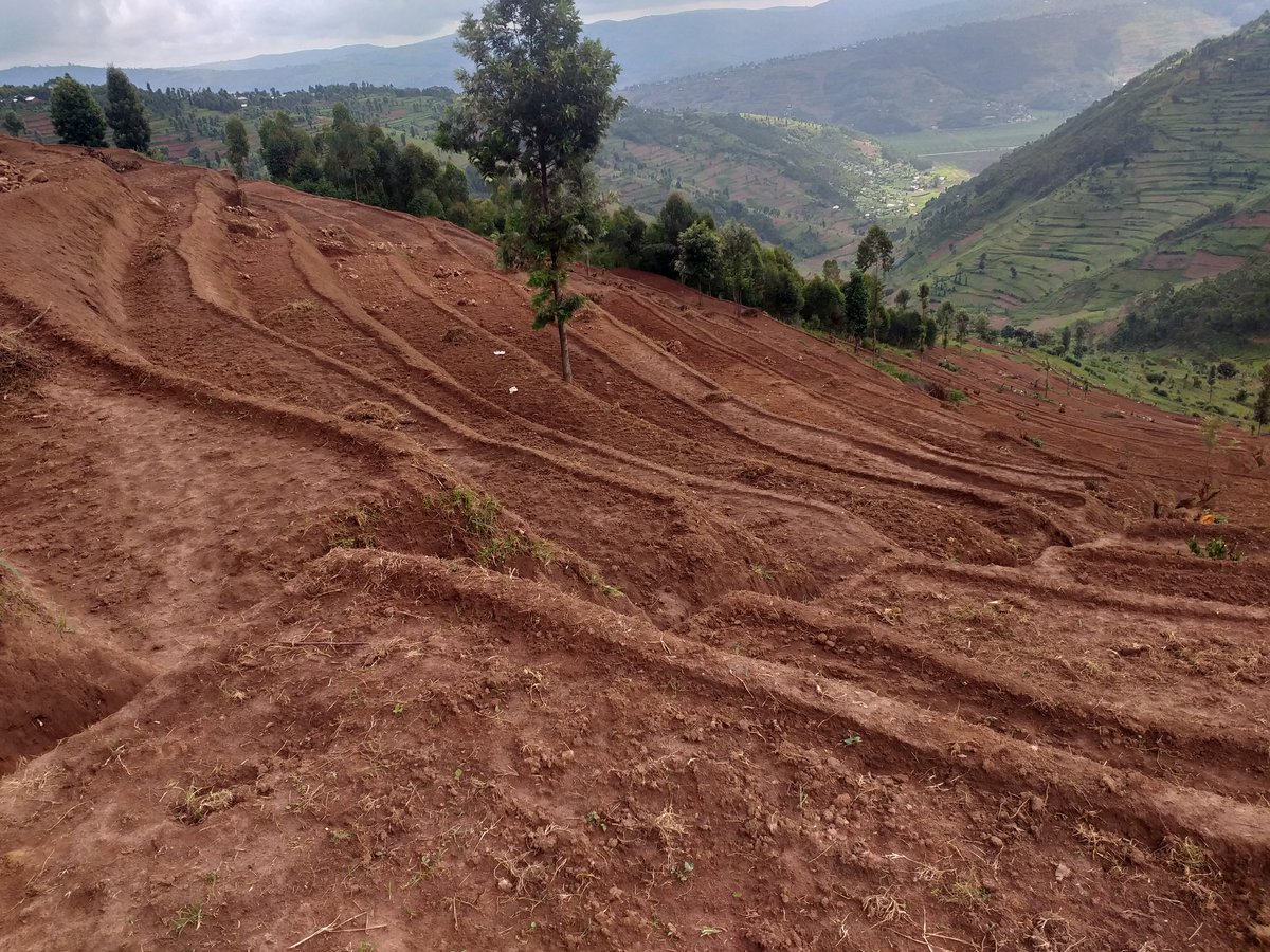 Green <a href="/GicumbiDistrict/">Gicumbi District</a> project mu kurwanya isuri hakorwa amaterasi y'indinganire muri <a href="/CyumbaS/">CYUMBA SECTOR</a> imirimo iragenda neza. <a href="/FNdaymbaje/">Felix Ndaymbaje</a> <a href="/gatjmv/">Gatabazi Jean Marie Vianney</a> <a href="/RwandaLocalGov/">Ministry of Local Government | Rwanda</a> <a href="/EnvironmentR/">Ross R Environment </a>