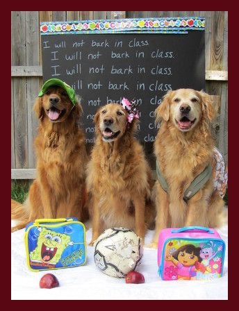 ELTInstitute's tweet photo. ๐ถ๐Ready for school!๐๐ถ #puppy #puppylove #backtoschool #backtoclasses #vueltaalcole #vueltaaclases #vueltaaclases2020 #inscripciones https://t.co/YtjYyNaDtS
