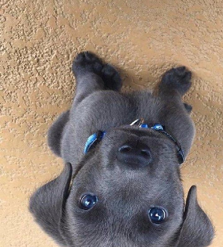 Stepper_star's tweet photo. Cuuuuuute https://t.co/GzC6YSvV8d
