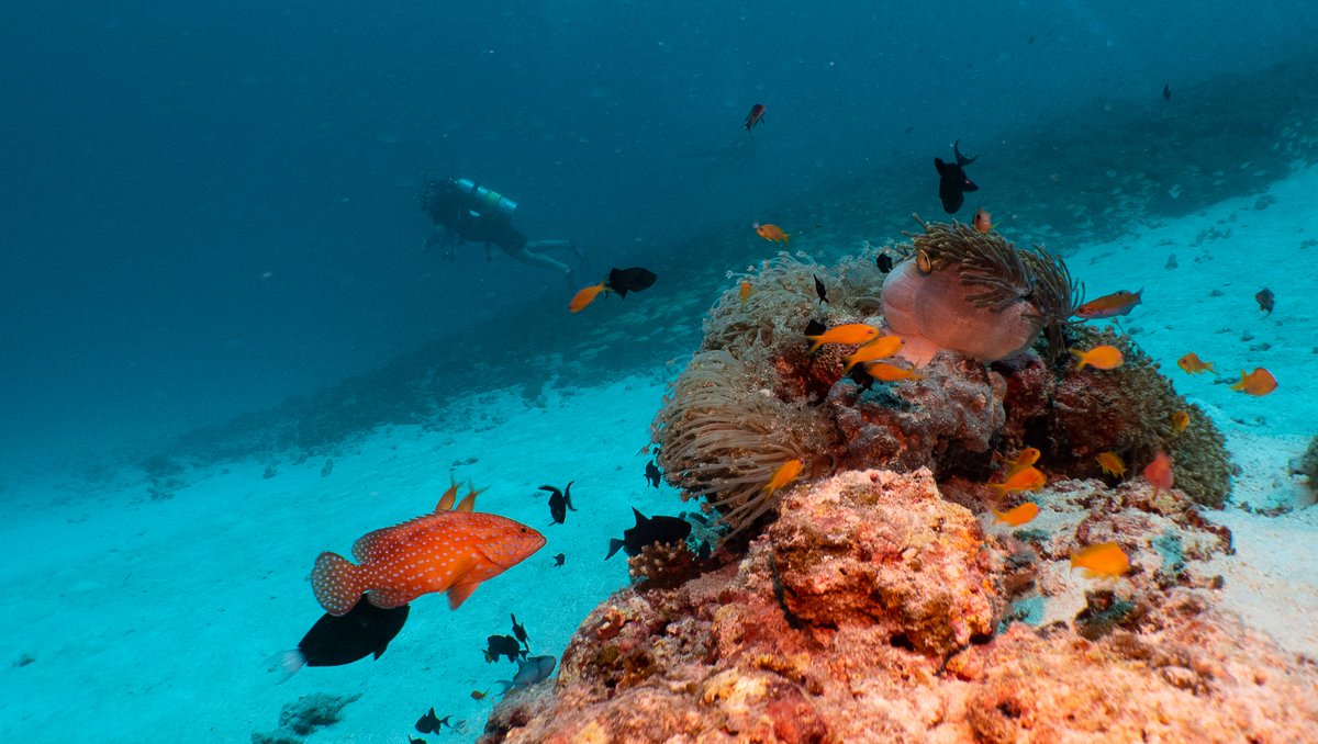 divebutlerzen's tweet photo. โWwhen you finally see what goes on underwater, you realize that youโve been missing the whole point of the ocean.โ ~ Dave Barryโ
@MovenpickHotels @elenatranmer @PADI @PADI_Travel @visitmaldives
#diving #maldives #divebutlerzen https://t.co/Mg0glhtaei