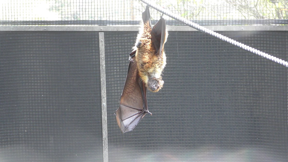 オリイオオコウモリ Twitter Search