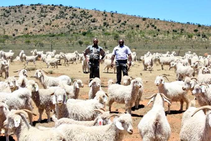 Mohair Trust have developed an empowerment Trust contributing to the sustainable supply of SA mohair, establishing emergingfarmers in financially viable Angora goat farming op & creating successful black entrepreneurs & participants throughout the entire mohair value chain.