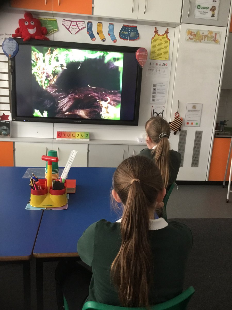 TGPS_NorthLincs's tweet photo. 6C have been understanding the remarkable work of Dian Fossey this morning. #TGPSScience #TGPSYear6 @ScienceWeekUK #TGPSScienceweek https://t.co/9dU5Ol3YSM