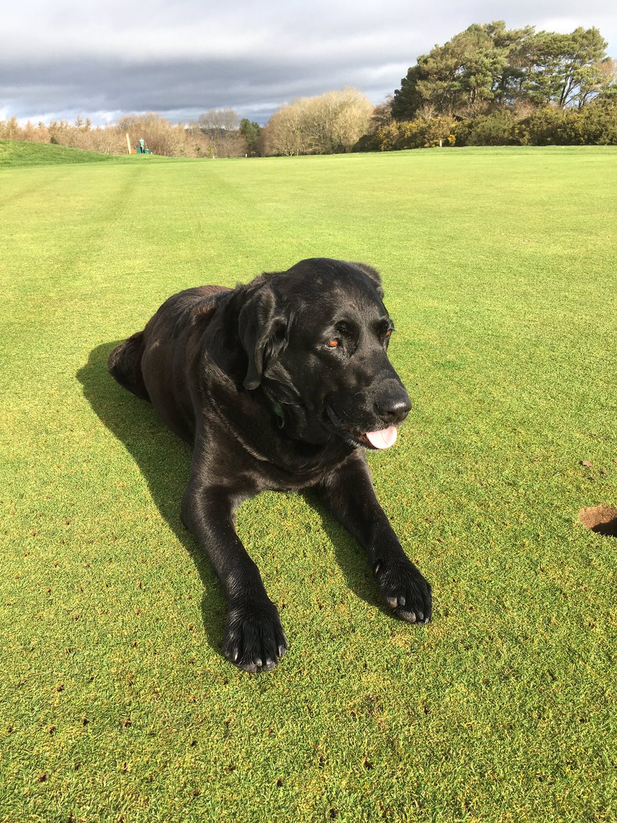 “Everything has to breathe”. Overdue solid tining followed by a cut and roll with the impressive Baroness mower. Murphy dog looking well impressed with the results.