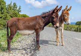 threeleftfeetuk's tweet photo. Double trouble #donkeyoftheweek #amidsummernightsdream https://t.co/4ybdMRm3fj